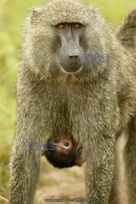 : Olive Baboon - Parent carrying young : Olive Baboon - Parent carrying young