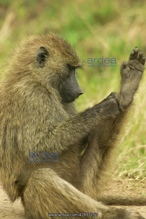 : Olive Baboon - Scratching feet : Olive Baboon - Scratching feet