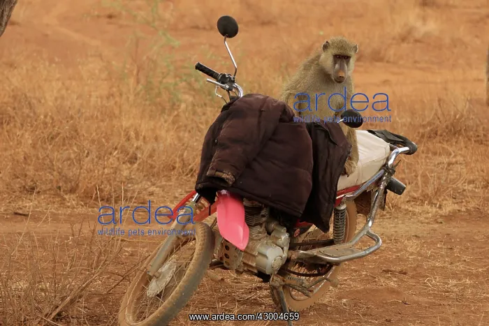 : Olive Baboon sitting on a motorcycle : Olive Baboon sitting on a motorcycle
