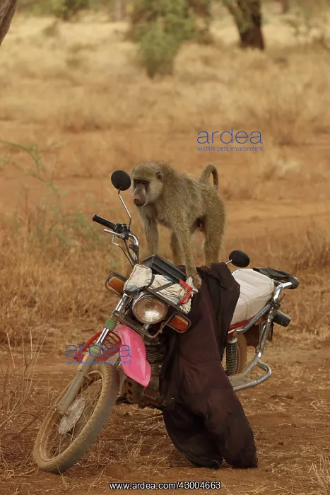 : Olive Baboon sitting on a motorcycle : Olive Baboon sitting on a motorcycle