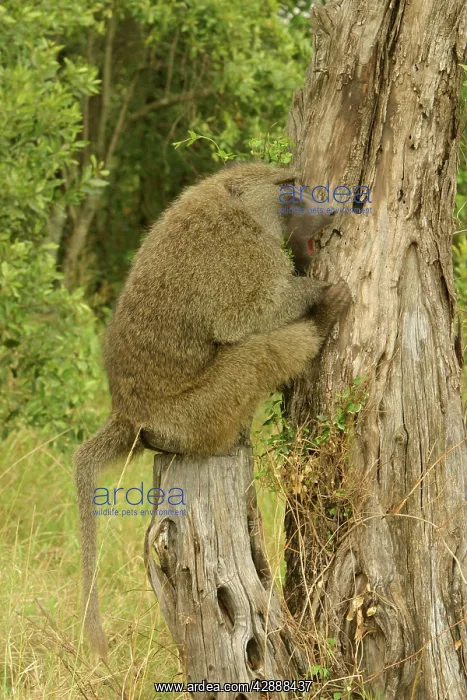 : Olive Baboon - Sitting on tree stump : Olive Baboon - Sitting on tree stump