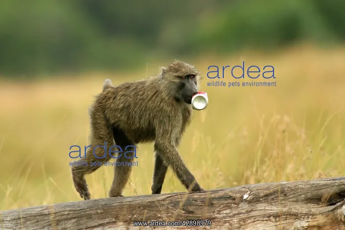 : Olive Baboon - walking along fallen tree trunk : Olive Baboon - walking along fallen tree trunk