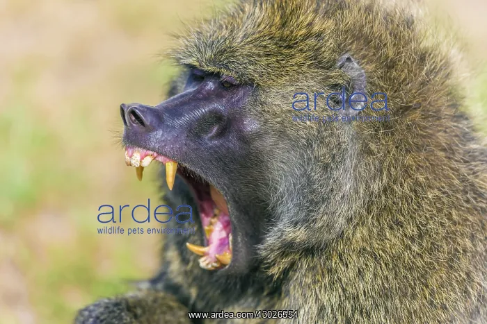  : Olive Baboon yawning