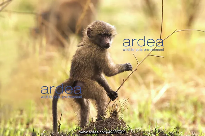 : Olive Baboon - Young : Olive Baboon - Young