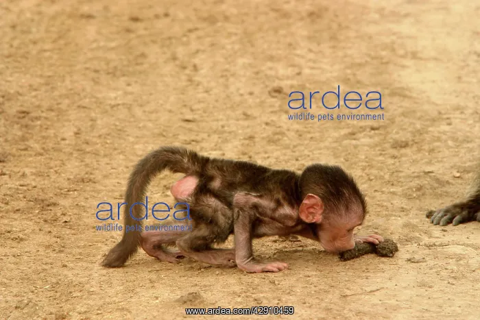 : Olive Baboon - Young baboon smelling faeces : Olive Baboon - Young baboon smelling faeces