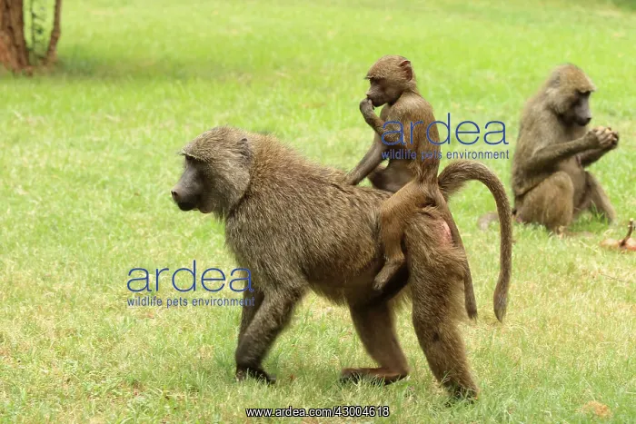 : Olive Baboon young one riding on mothers back : Olive Baboon young one riding on mothers back