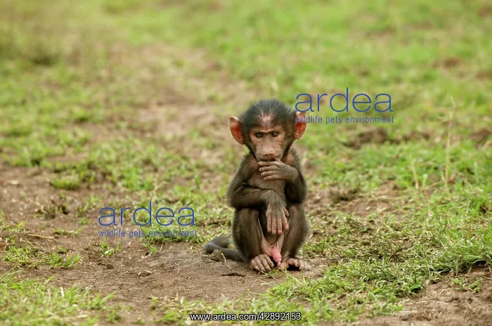 : Olive Baboon - Young sitting alone : Olive Baboon - Young sitting alone