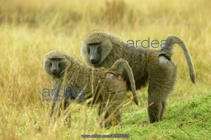 : Olive Baboons : Olive Baboons
