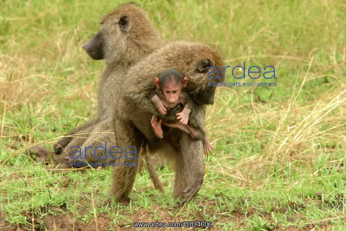 : Olive Baboons - Adult carrying young : Olive Baboons - Adult carrying young