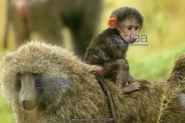 : Olive Baboons - Adult carrying young on back : Olive Baboons - Adult carrying young on back