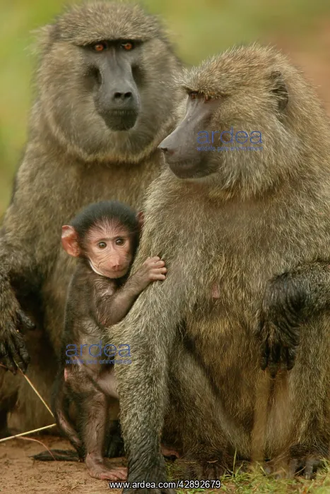 : Olive Baboons - Baby with adults : Olive Baboons - Baby with adults