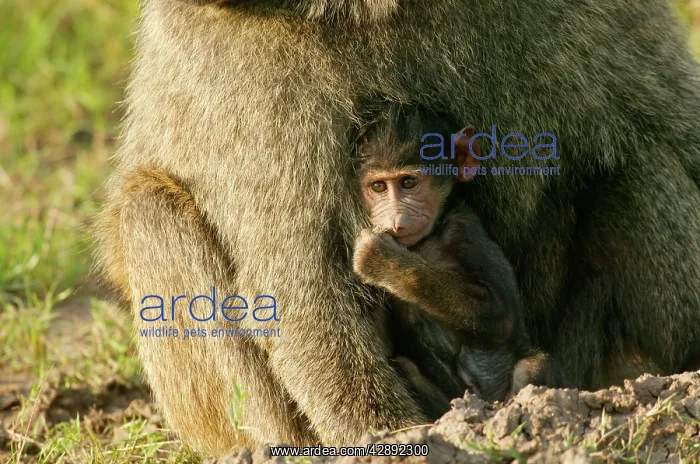: Olive Baboons - Baby with parent : Olive Baboons - Baby with parent