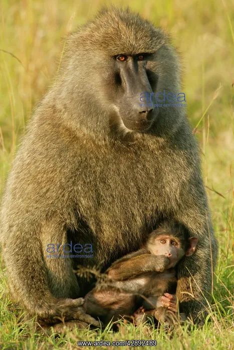 : Olive Baboons -Baby with parent : Olive Baboons -Baby with parent