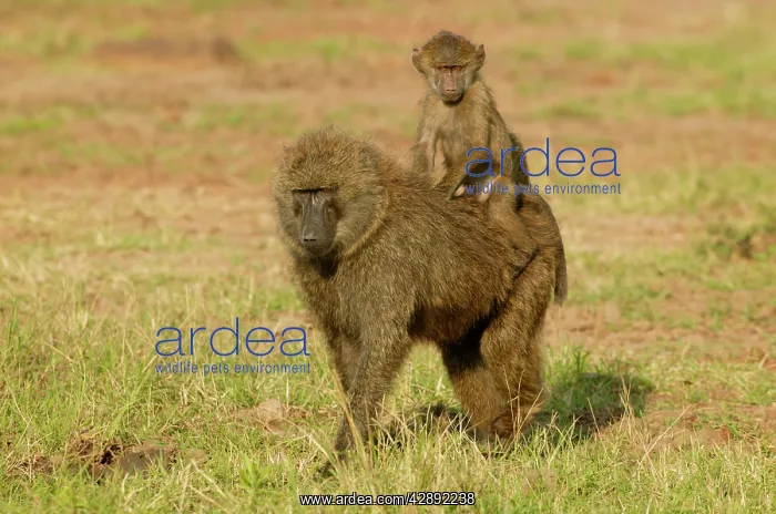 : Olive Baboons - Baby riding on parent : Olive Baboons - Baby riding on parent