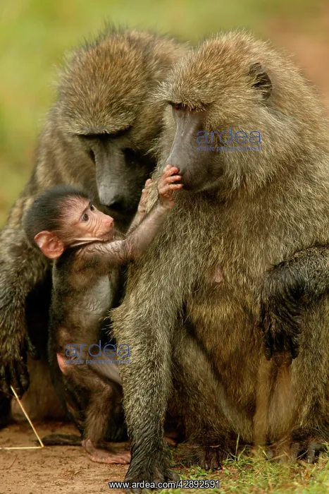: Olive Baboons - baby touching adult nose : Olive Baboons - baby touching adult nose