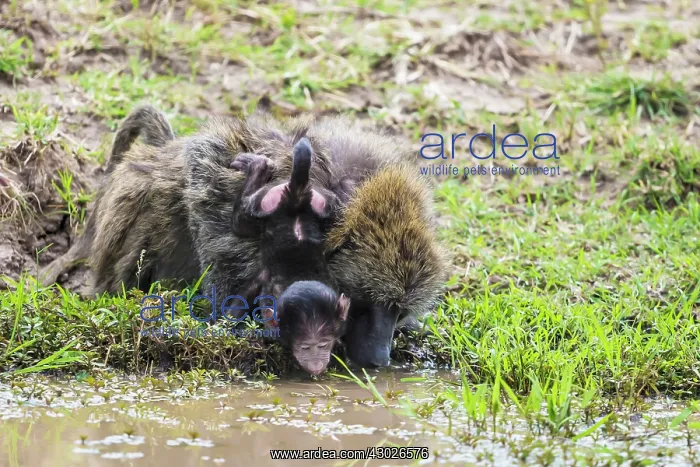 : Olive Baboons female drinking from pool with baby on back : Olive Baboons female drinking from pool with baby on back