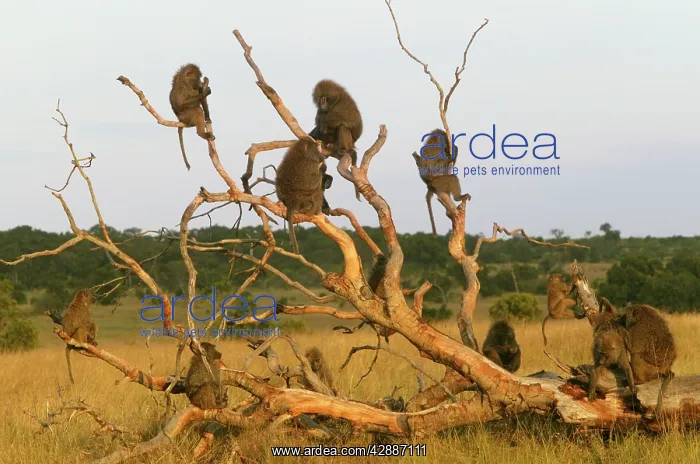  : Olive Baboons - group in fallen tree