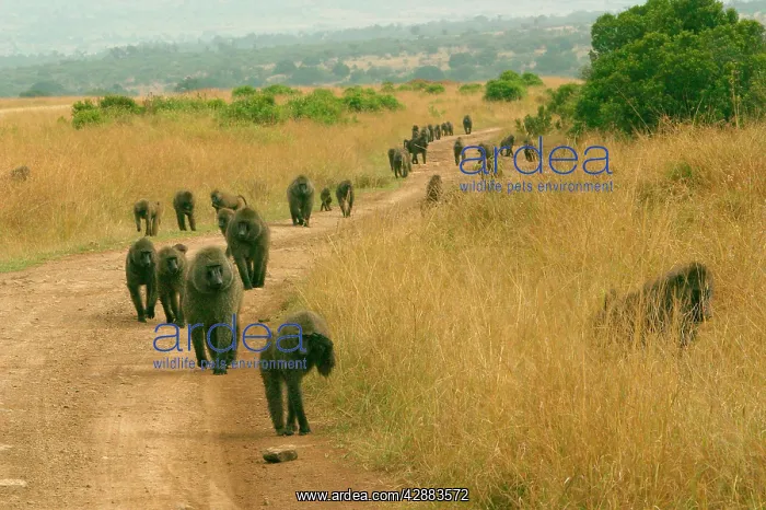 : Olive Baboons - large troop walking, along track : Olive Baboons - large troop walking, along track