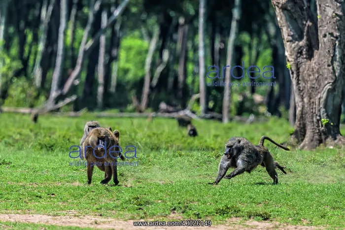 : Olive Baboons male chasing off intruder : Olive Baboons male chasing off intruder