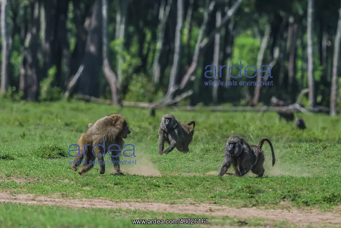 : Olive Baboons male chasing off intruder : Olive Baboons male chasing off intruder