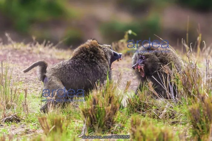 : Olive Baboons males fighting (one males nose split in two) : Olive Baboons males fighting (one males nose split in two)