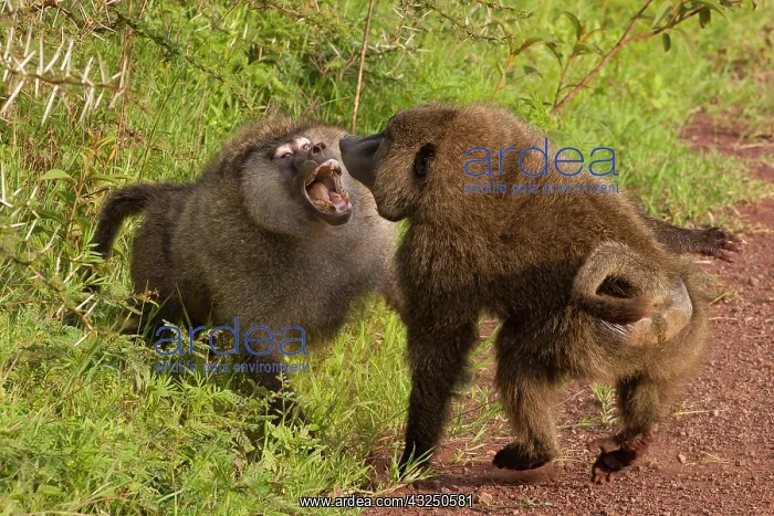 : Olive baboons, Ngorongoro Conservation Area : Olive baboons, Ngorongoro Conservation Area