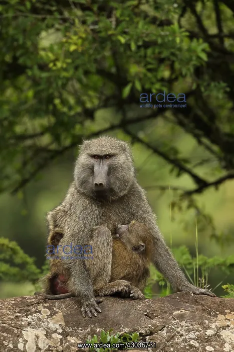 : Olive baboons, Papio anubis, mother and young, Kenya : Olive baboons, Papio anubis, mother and young, Kenya
