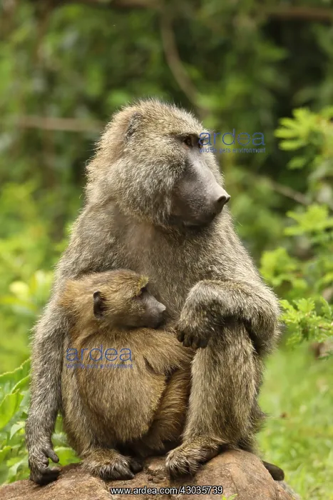 : Olive baboons, Papio anubis, mother and young, Kenya : Olive baboons, Papio anubis, mother and young, Kenya