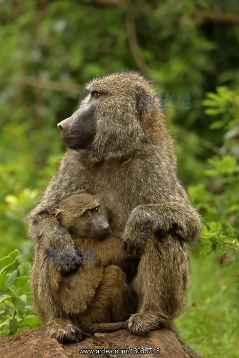 : Olive baboons, Papio anubis, mother and young, Kenya : Olive baboons, Papio anubis, mother and young, Kenya