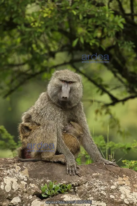 : Olive baboons, Papio anubis, mother and young, Kenya : Olive baboons, Papio anubis, mother and young, Kenya