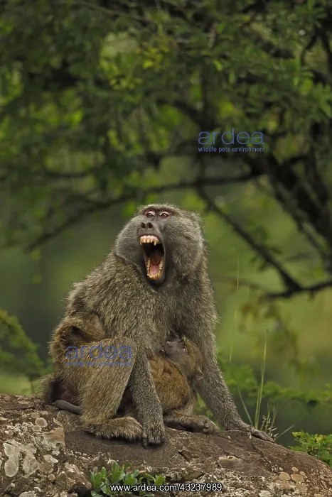 : Olive baboons, Papio anubis, mother and young, Kenya : Olive baboons, Papio anubis, mother and young, Kenya