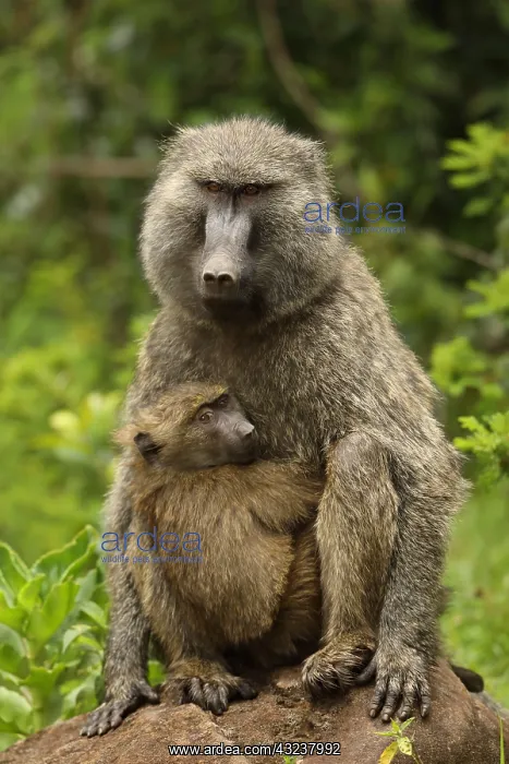 : Olive baboons, Papio anubis, mother and young, Kenya
