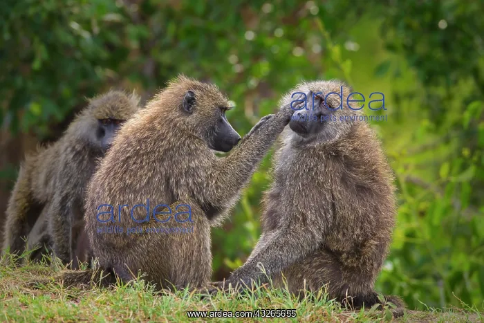 : Two olive baboons (Papio anubis) mutual grooming : Two olive baboons (Papio anubis) mutual grooming