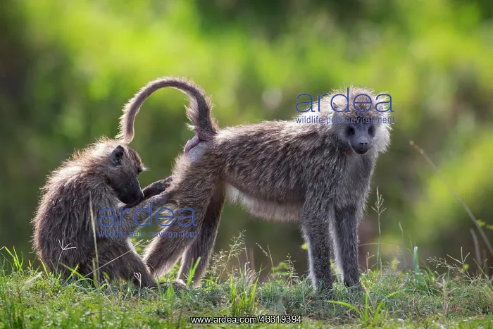 : Two olive baboons (Papio anubis) mutual grooming : Two olive baboons (Papio anubis) mutual grooming