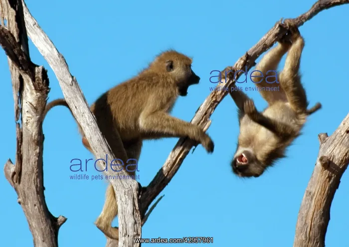 : Olive Baboons - Playing on a tree : Olive Baboons - Playing on a tree