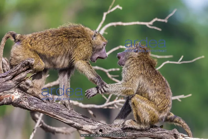 : Olive Baboons quarrelling : Olive Baboons quarrelling