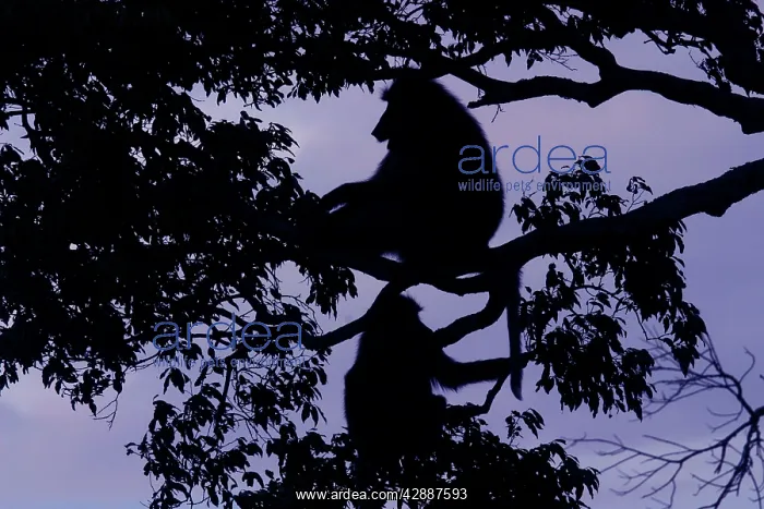 : Olive Baboons - silhouettes of Baboons in tree : Olive Baboons - silhouettes of Baboons in tree