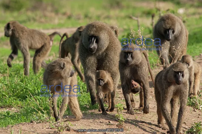 : Olive Baboons - troop : Olive Baboons - troop