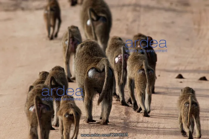 : Olive Baboons - troop walking down track - rear view : Olive Baboons - troop walking down track - rear view