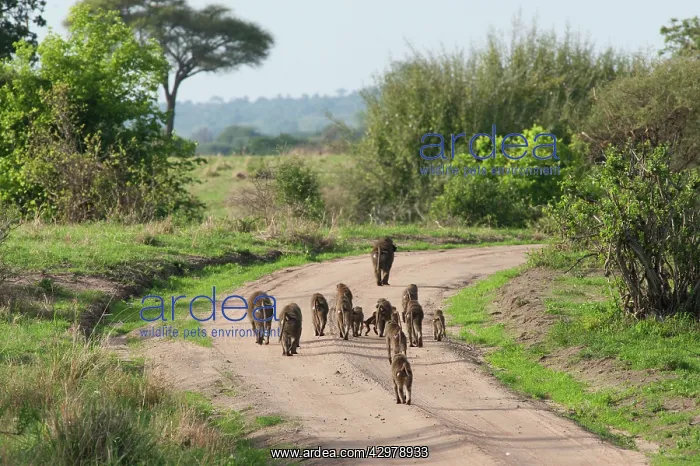 : Olive Baboons - troop walking down track - rear view : Olive Baboons - troop walking down track - rear view