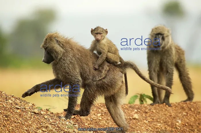 : Olive Baboons - walking with baby on back : Olive Baboons - walking with baby on back