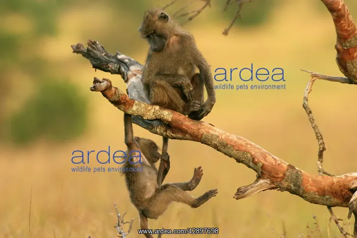 : Olive Baboons - Young baboons playing in trees : Olive Baboons - Young baboons playing in trees