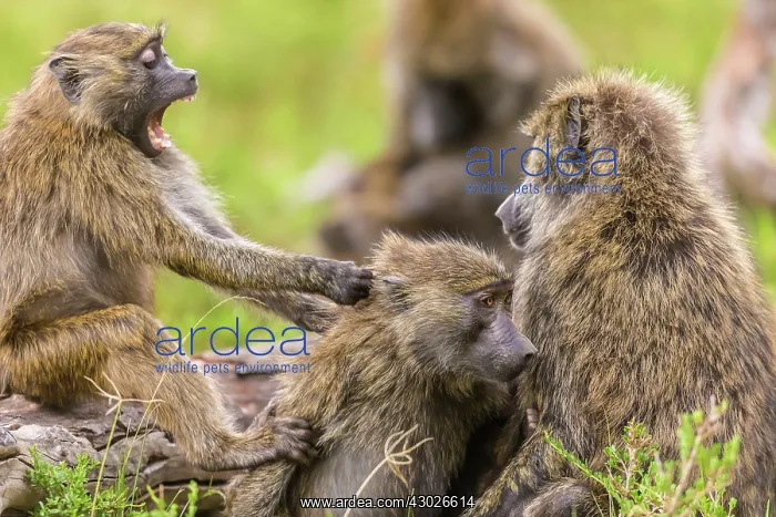  : Olive Baboons young with mother