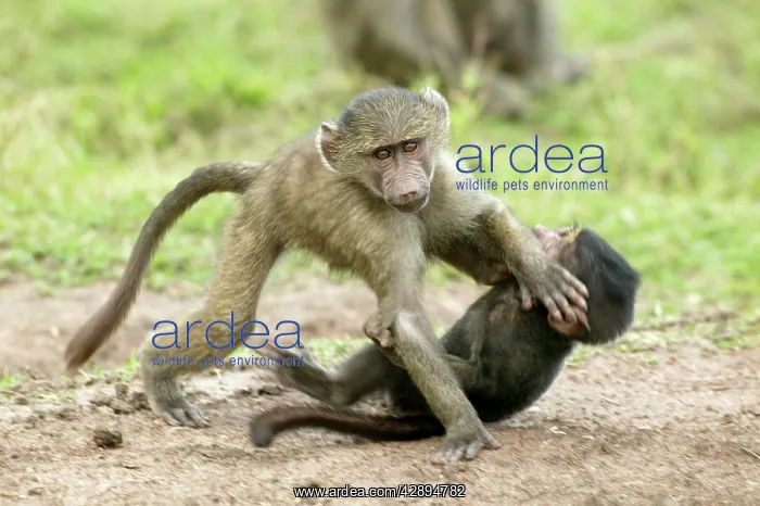 : Olive Baboons - Young play fighting : Olive Baboons - Young play fighting