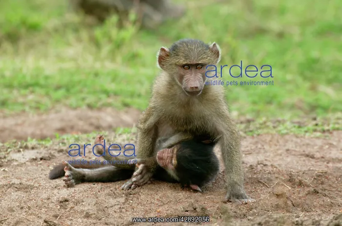 : Olive Baboons - Young playing together : Olive Baboons - Young playing together