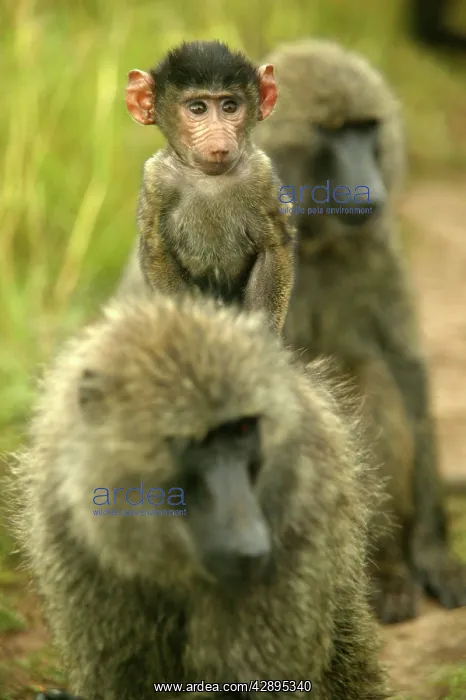 : Olive Baboons - Young riding on the back of adult : Olive Baboons - Young riding on the back of adult