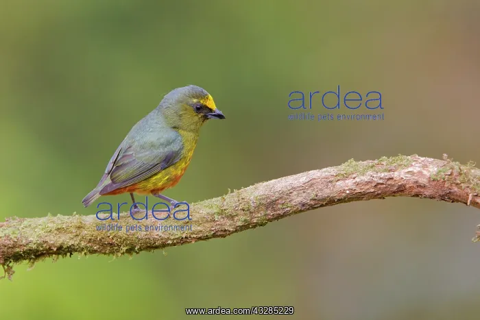 : Olive-backed Euphonia Euphonia gouldi Boco Tapada, Costa Ric : Olive-backed Euphonia Euphonia gouldi Boco Tapada, Costa Ric
