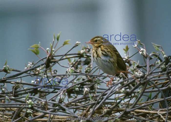 : Olive-backed / Indian Tree Pipit : Olive-backed / Indian Tree Pipit