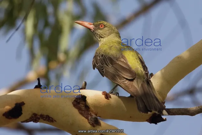 : Olive-backed Oriole : Olive-backed Oriole