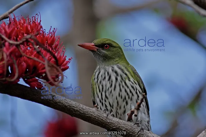 : Olive-backed Oriole : Olive-backed Oriole